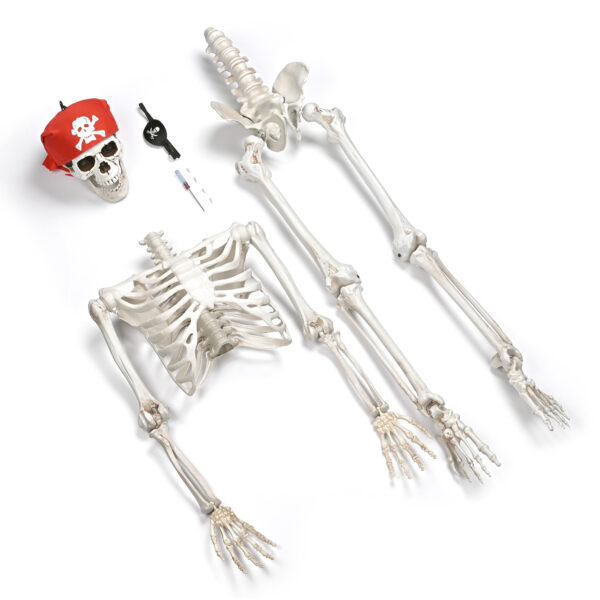 Halloween Decorations Skeleton Skull5
